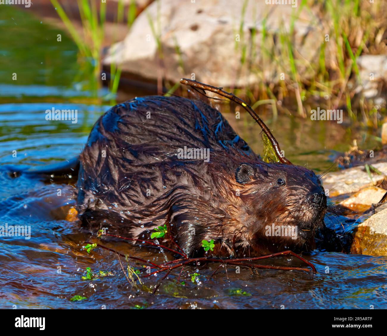Beaver closeup view building a beaver dam in a water stream flow