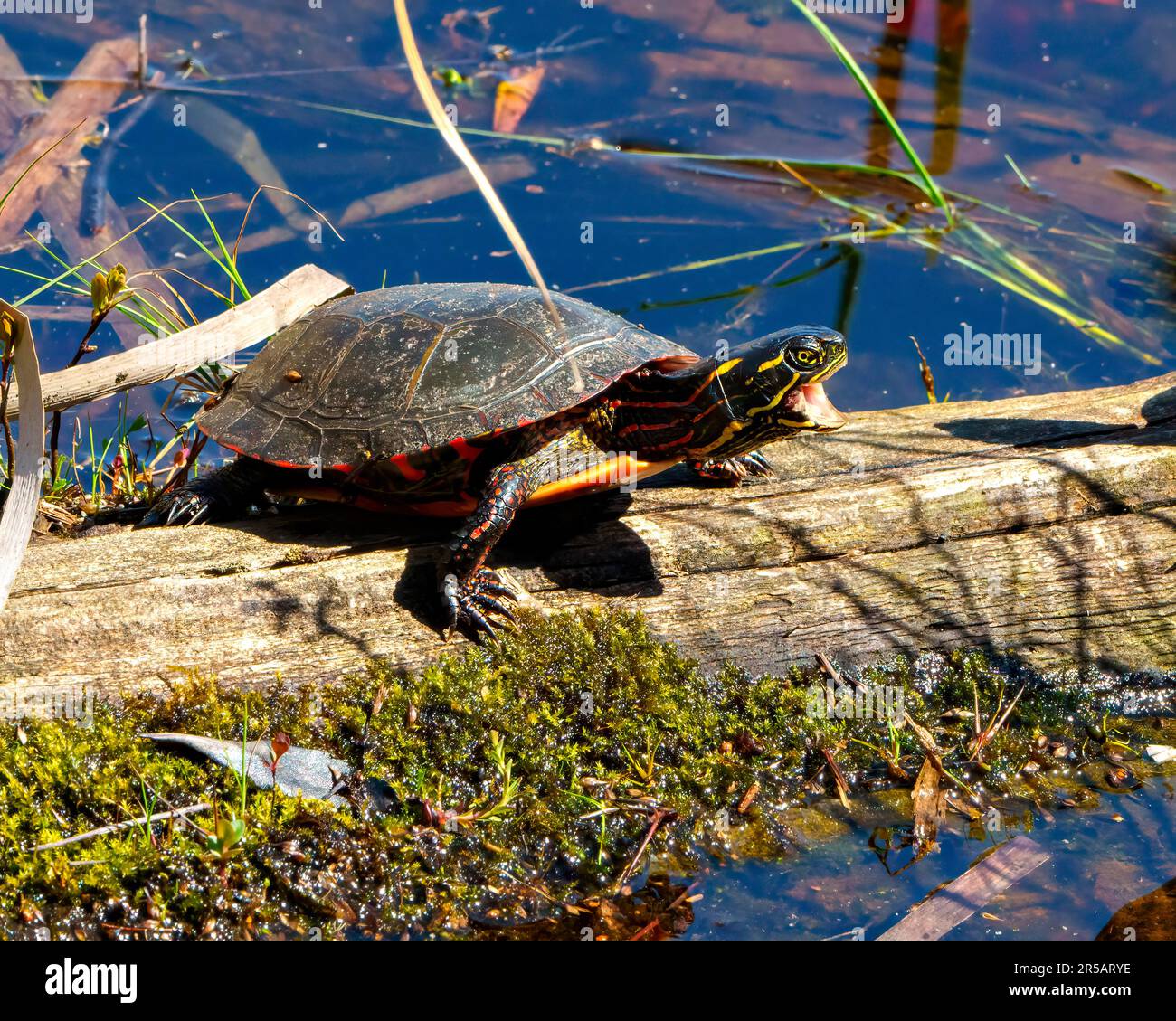 Painted Turtle closeup view resting on a log with moss and sunbathing