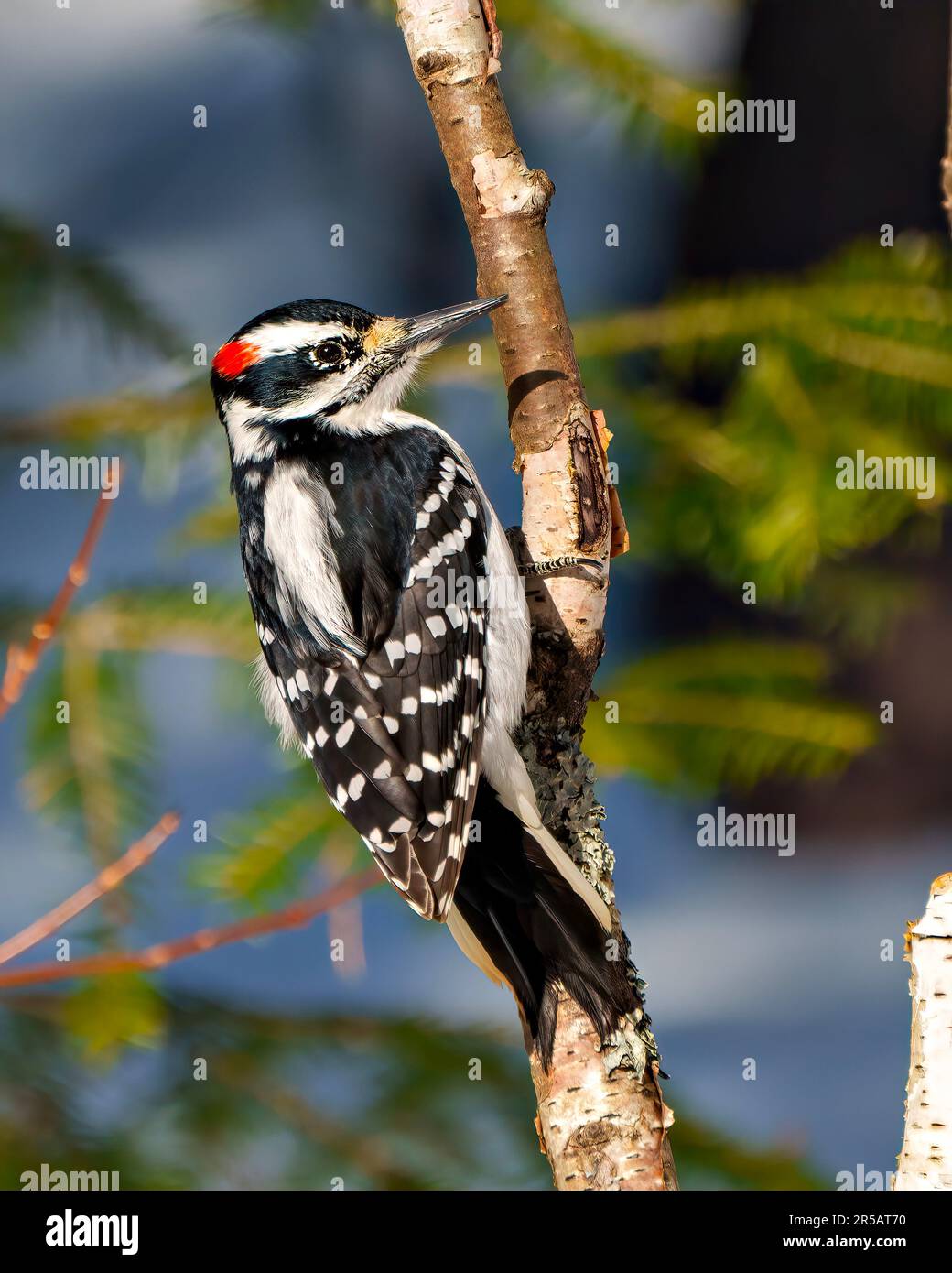 Woodpecker close-up profile rear view male clinging to a birch tree branch with a blur forest background in its environment and habitat surrounding. Stock Photo