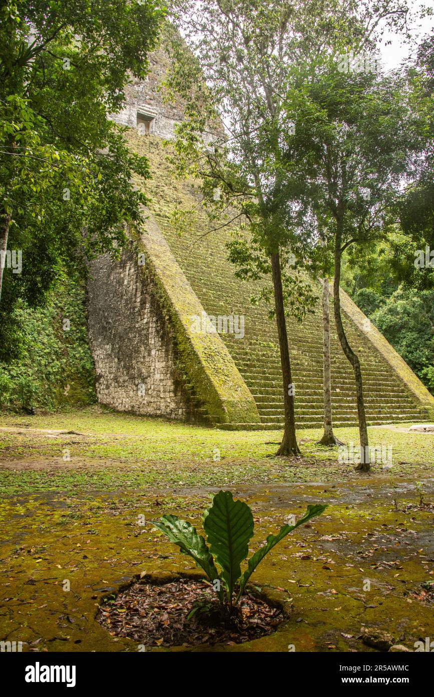 The Temple V at Tikal National Park, Petén, Guatemala Stock Photo Alamy