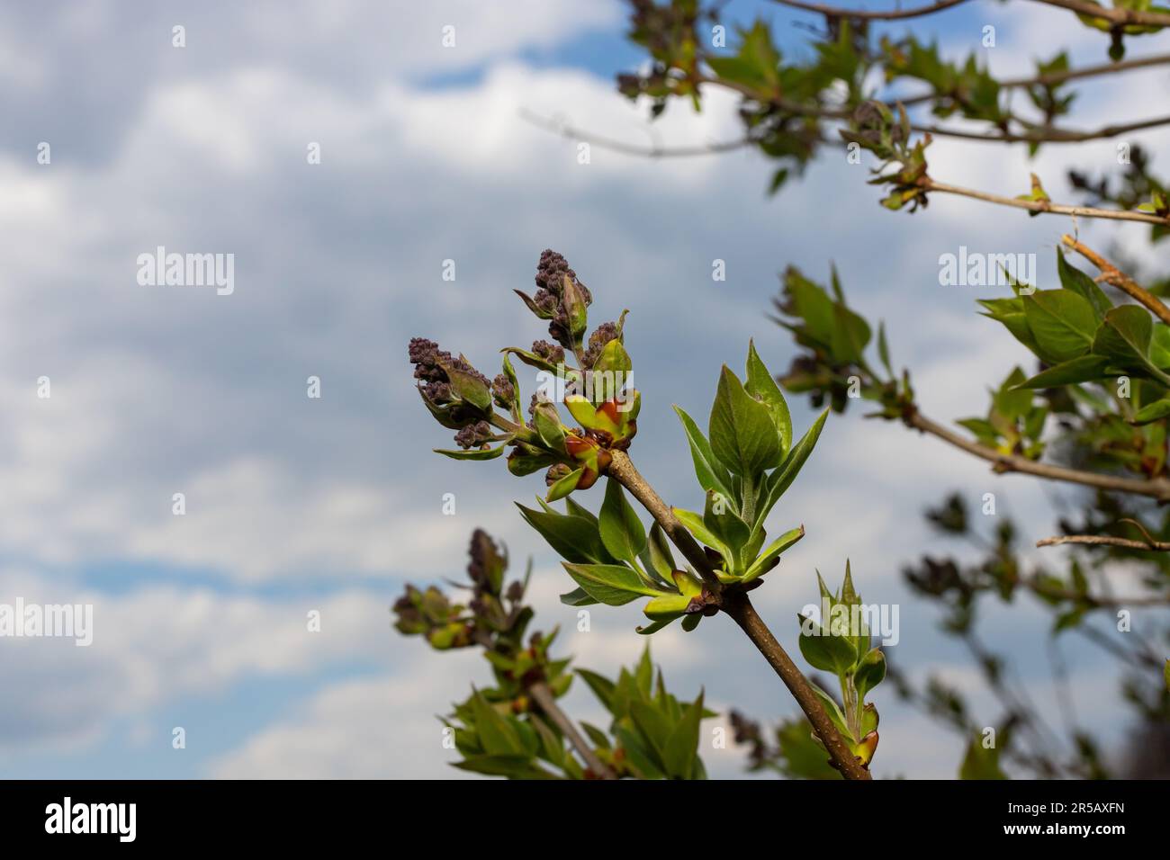 Branches with Lilac buds. Purple Syringa tree flower. Young leaves and buds of lilac. Blossoming buds of lilac. Stock Photo