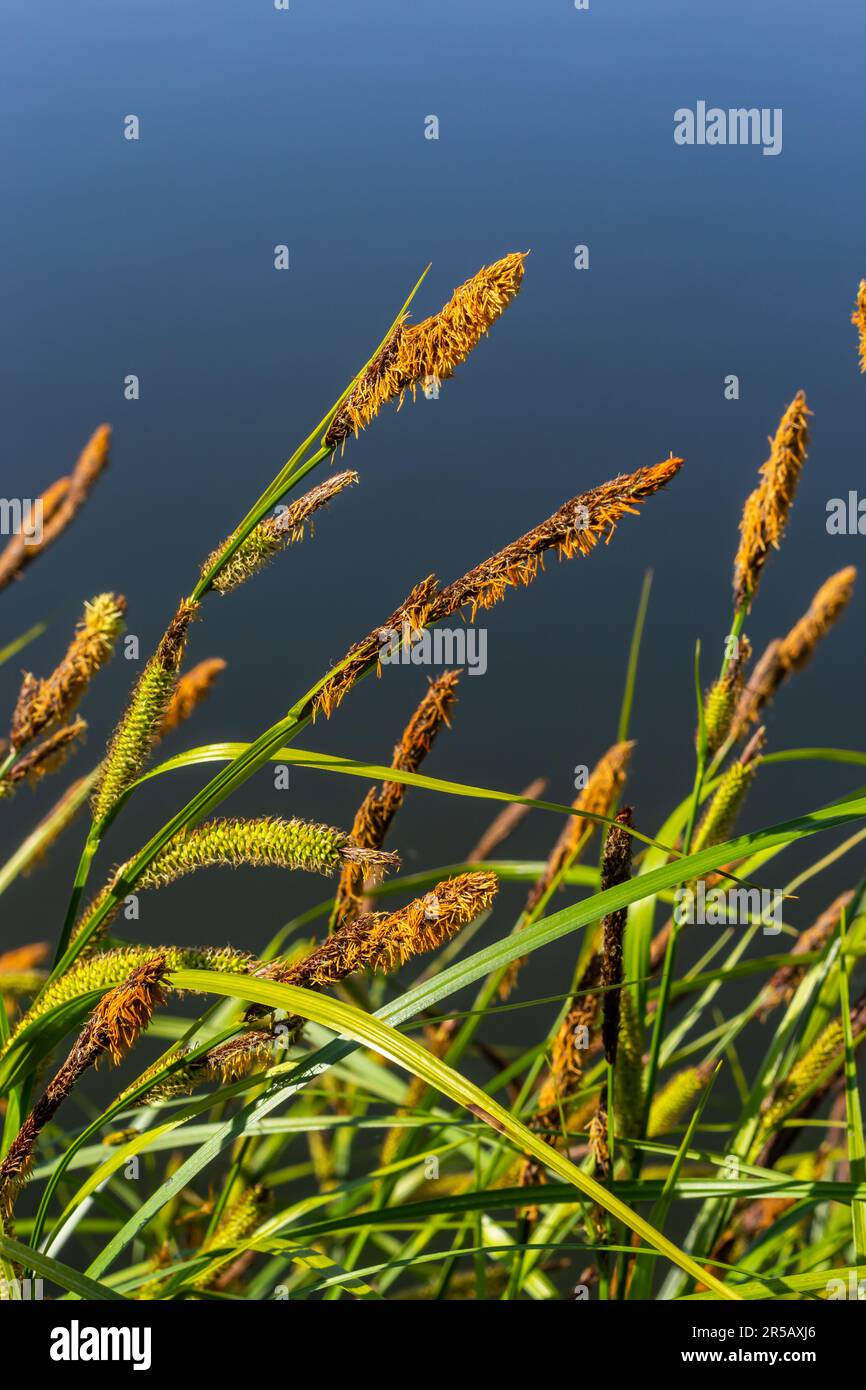 Carex acuta - found growing on the margins of rivers and lakes in the Palaearctic terrestrial ecoregions in beds of wet, alkaline or slightly acid dep Stock Photo