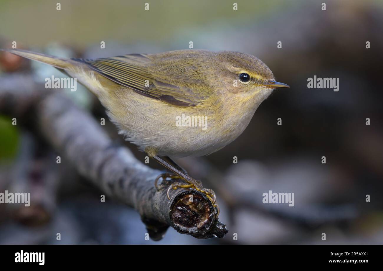 Close shot of Common chiffchaff (Phylloscopus collybita) posing on small dry twig in autumn time with black background Stock Photo