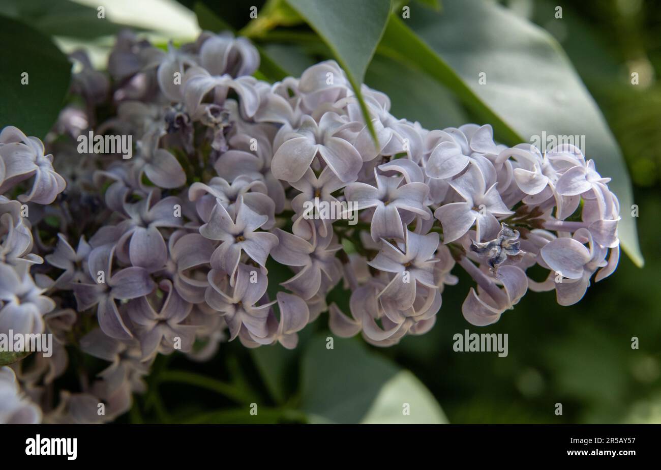 lilac vulgaris, macro Stock Photo