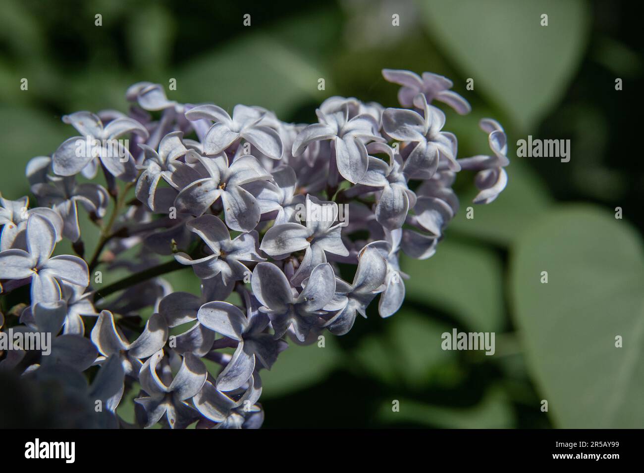 lilac vulgaris, macro photo:Bo Arrhed Stock Photo