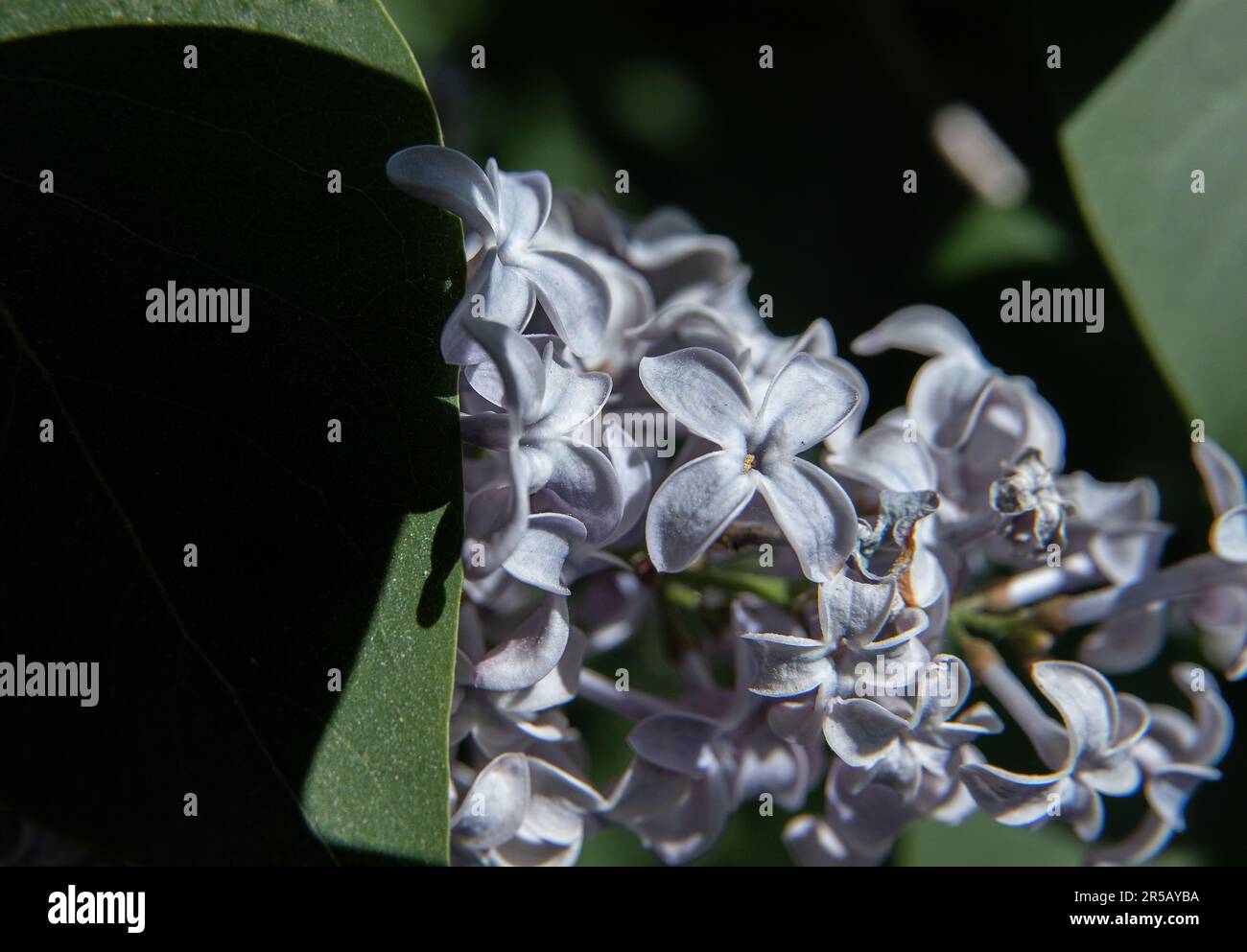lilac vulgaris, macro photo:Bo Arrhed Stock Photo