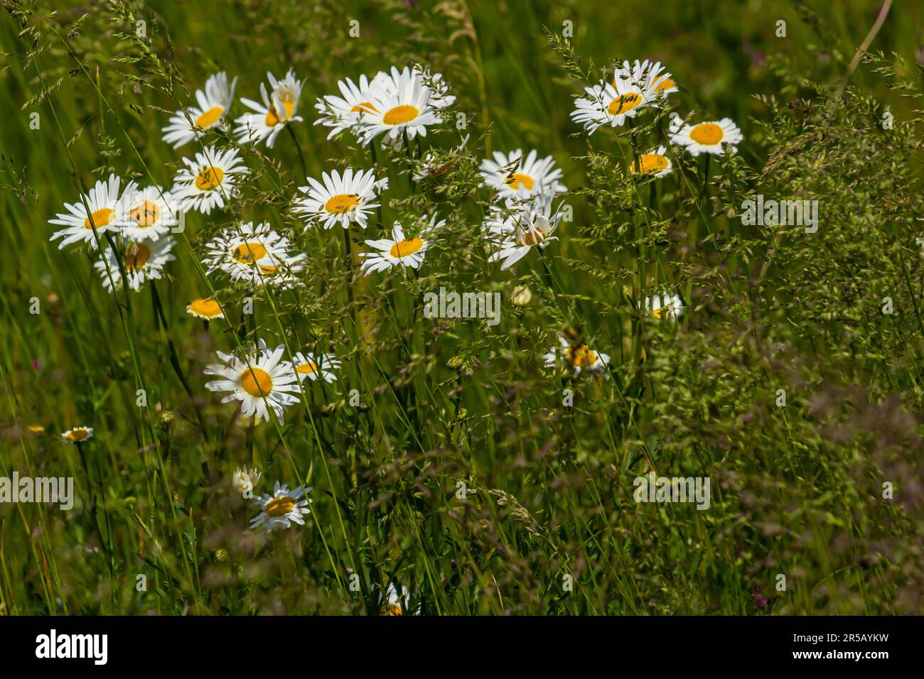 Wild daisy flowers growing on meadow, white chamomiles. Oxeye daisy, Leucanthemum vulgare