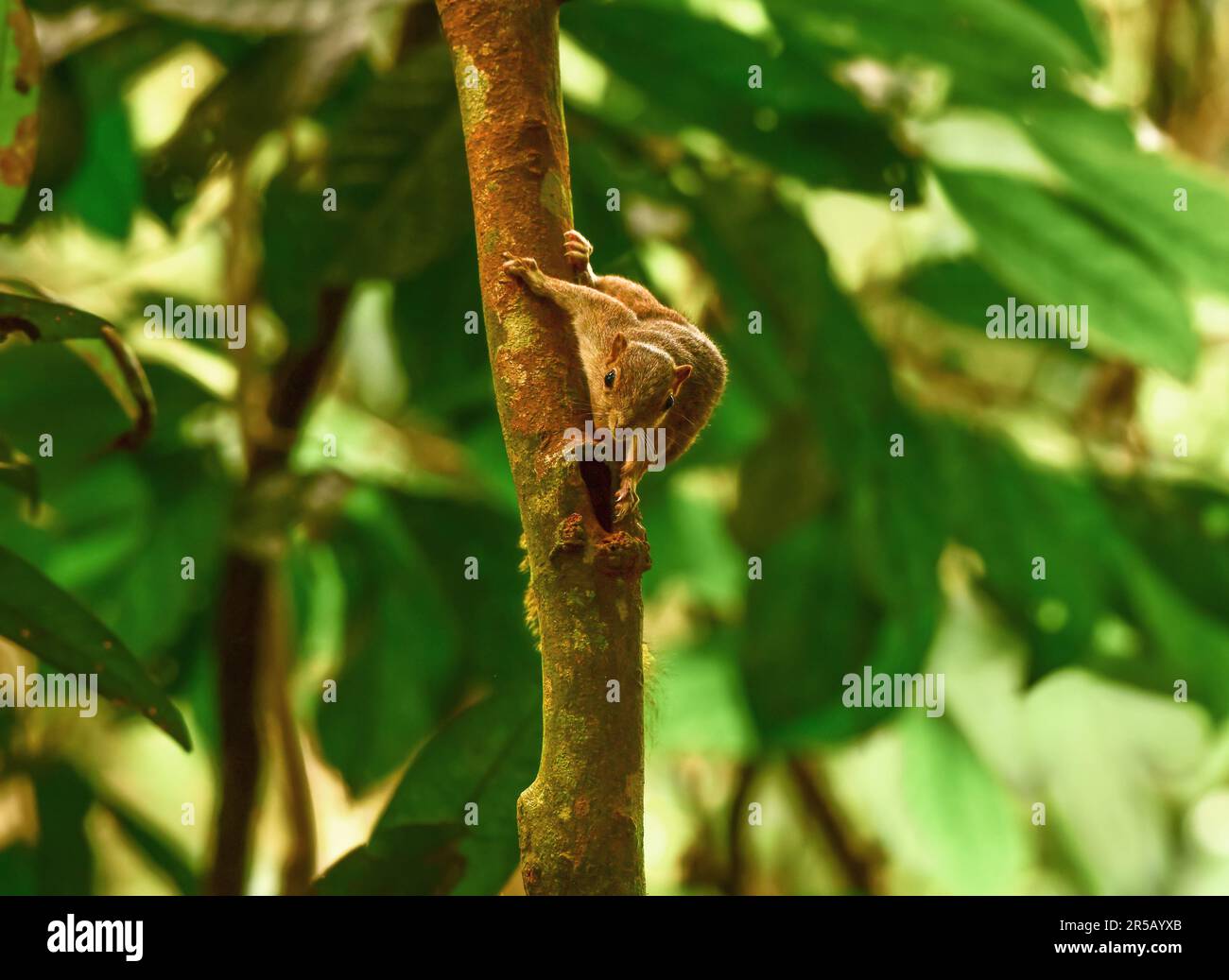 Bornean Pygmy Squirrel (Exilisciurus exilis) on alert Stock Photo