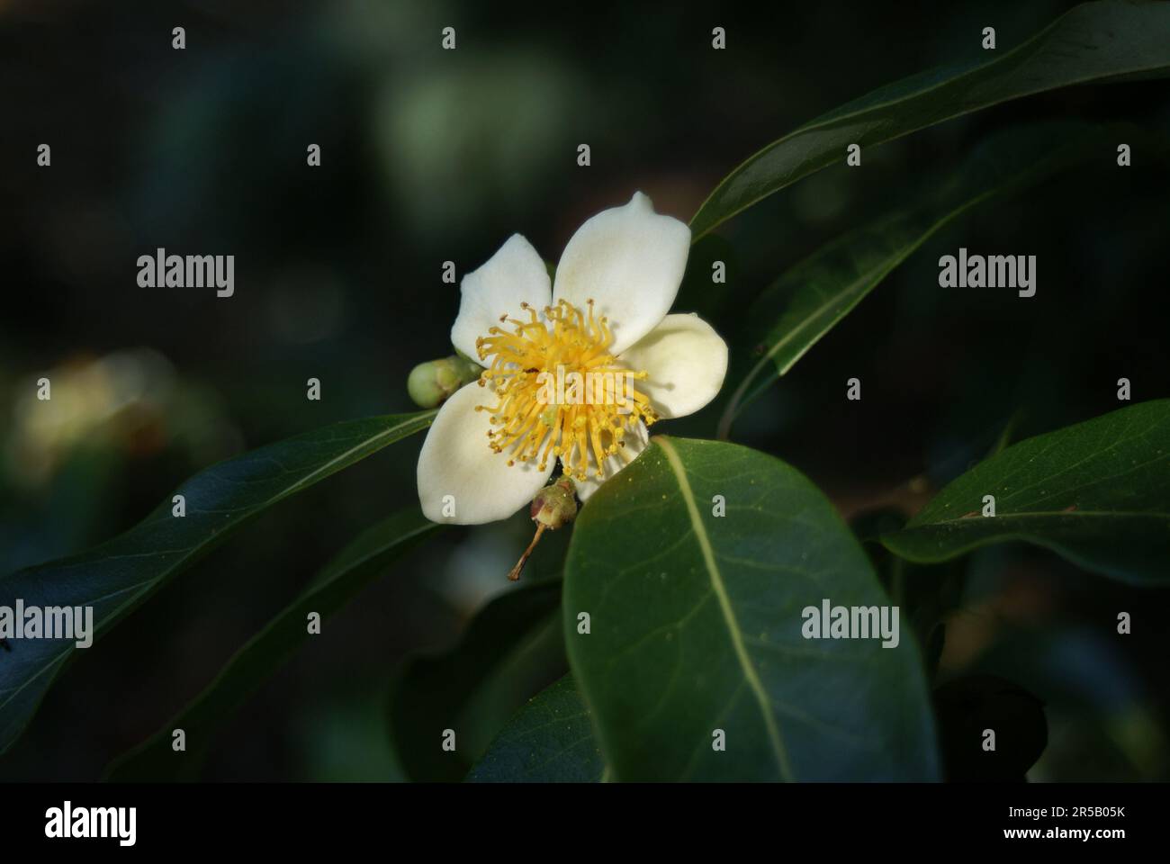 Camellia taliensis Stock Photo
