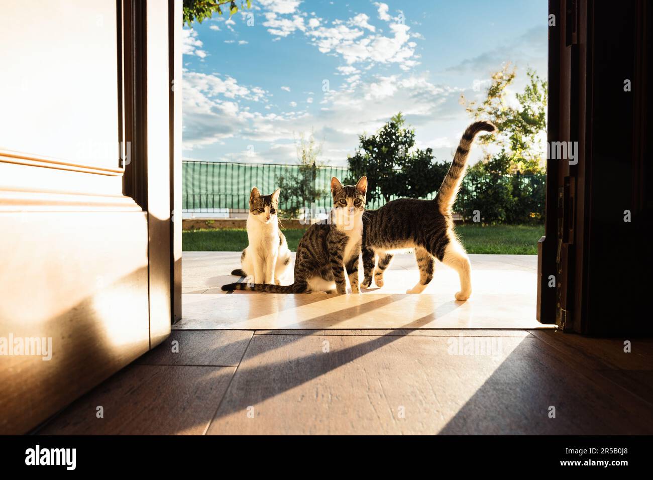 Backyard cats hi-res stock photography and images - Alamy