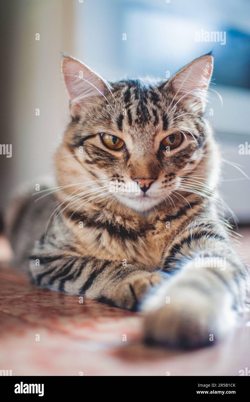 Photo of tabby cat lying on the floor Stock Photo - Alamy
