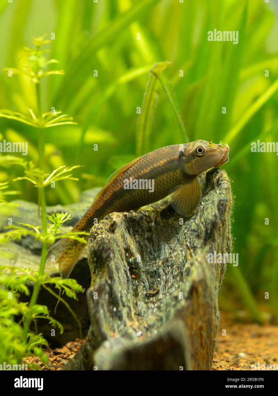 selective focus of a Chinese Algae Eater (Gyrinocheilus aymonieri) in fish tank with blurred background Stock Photo