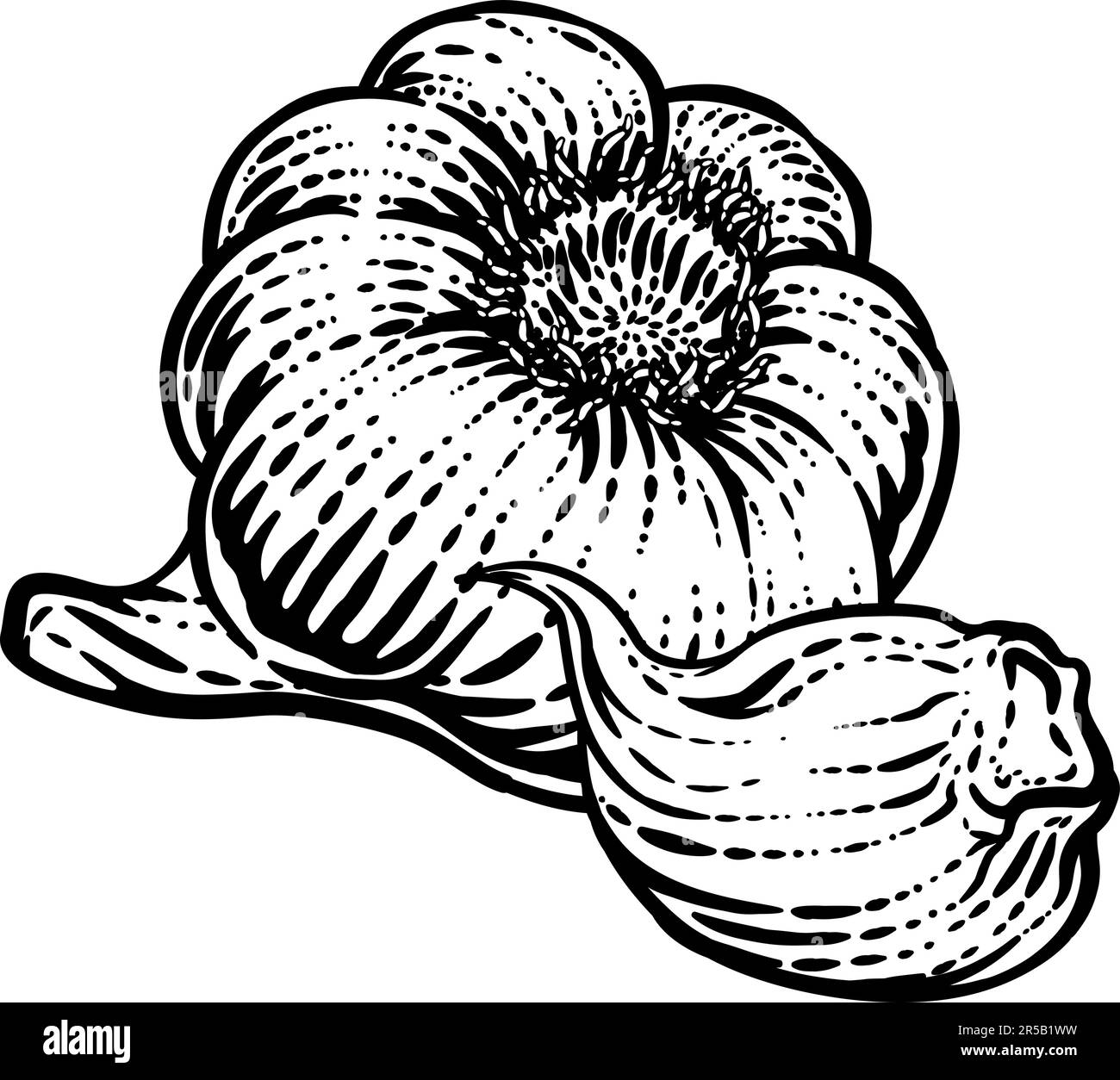 Garlic Vegetable Vintage Woodcut Illustration Stock Vector