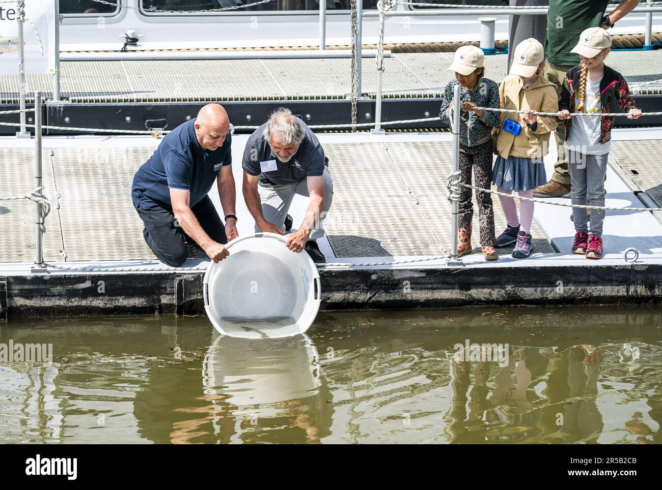 WERKENDAM - Sturgeons are released in the water of De Biesbosch National Park. The release and tracking of the tagged animals is an important step in exploring the possibility of the reintroduction of this fish species. ANP JEROEN JUMELET netherlands out - belgium out Stock Photo