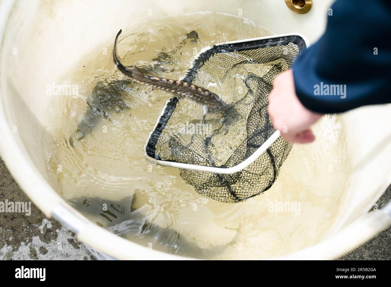 WERKENDAM - Sturgeons in a tank prior to release into the water of De Biesbosch National Park. The release and tracking of the tagged animals is an important step in exploring the possibility of reintroduction of this fish species. ANP JEROEN JUMELET netherlands out - belgium out Stock Photo