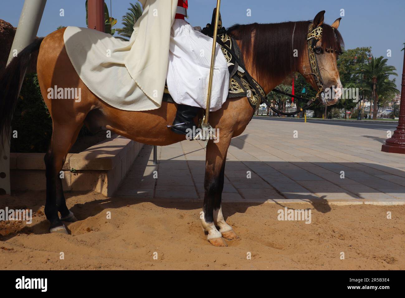 A Person wearing a vintage traditional inspired Moroccan Soldier Attire Riding a Decorated Horse Stock Photo