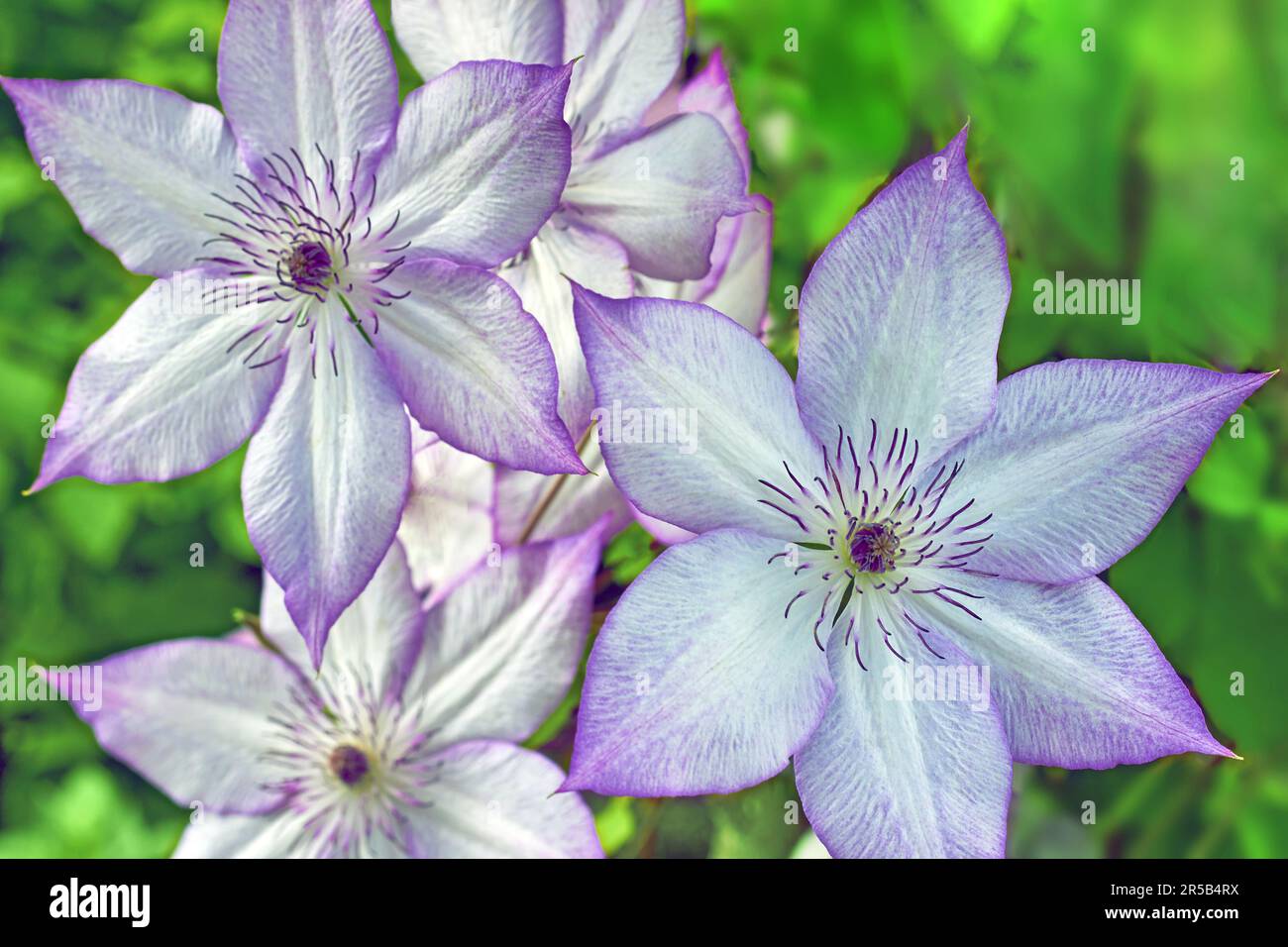 Clematis Blue Ange flowers in sunny green garden or park in summer. Stock Photo