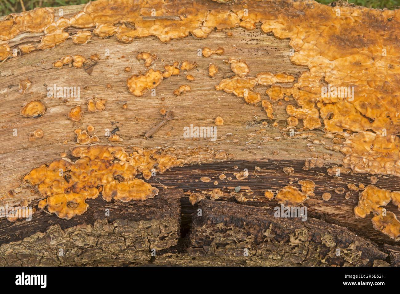 Fungus growth on old rotting wood Stock Photo