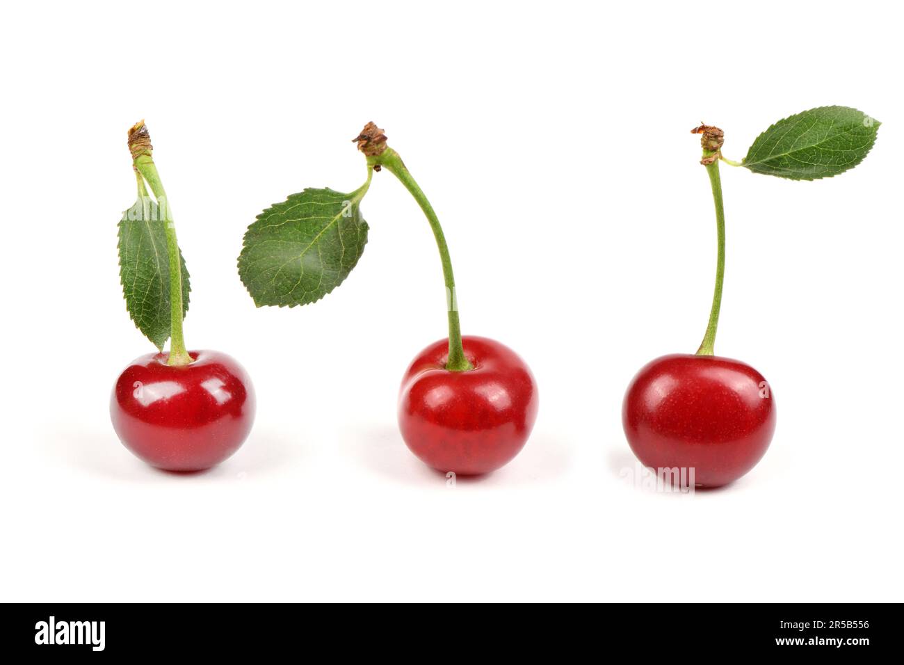 Collection of cherries with green leaf isolated on white background ...