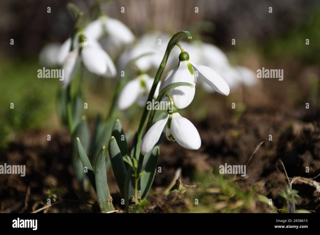 Bloom emerges hi-res stock photography and images - Alamy