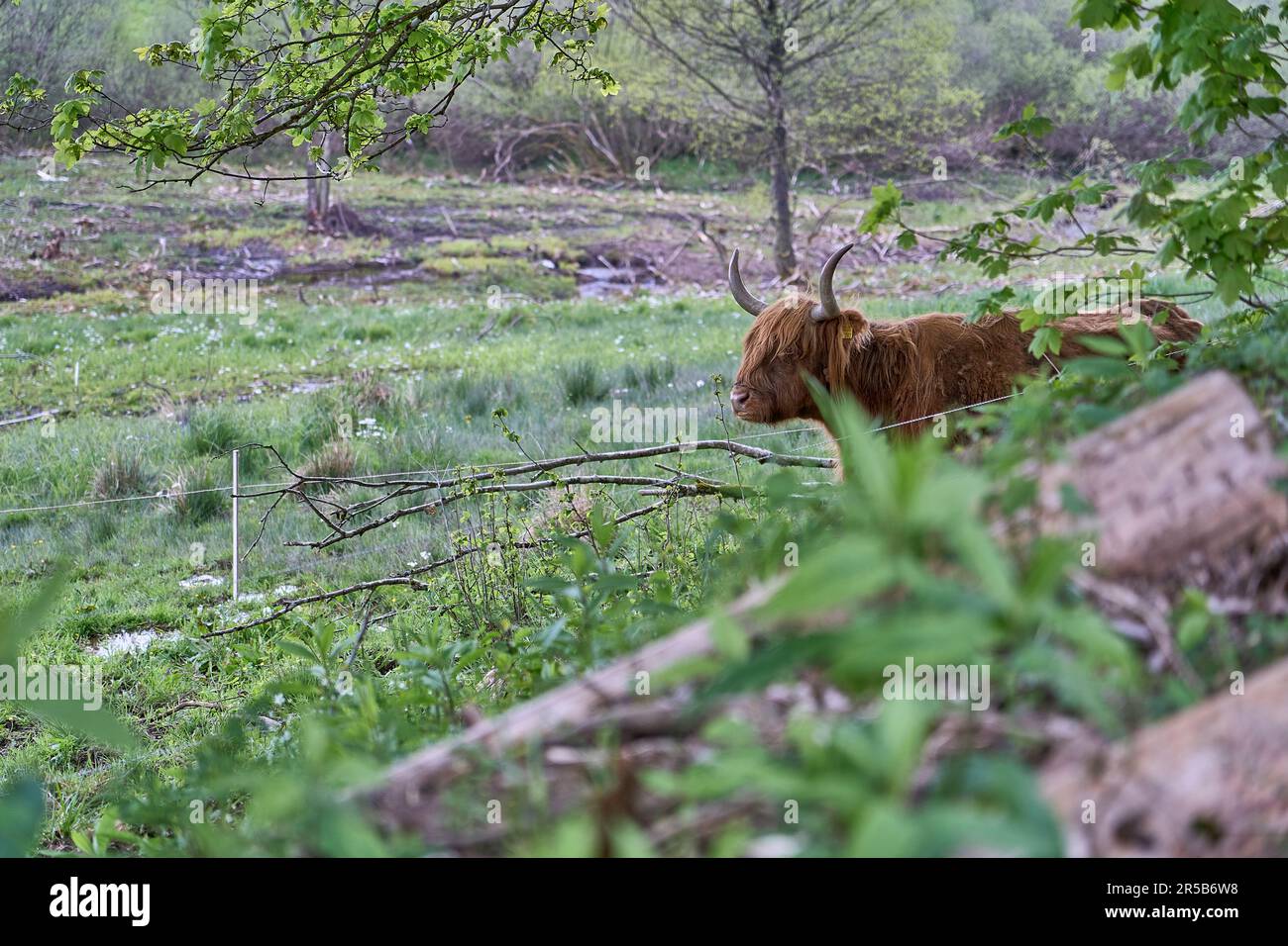 Hairy Scottish highland cattle standing alone on a meadow in Sauerland ...