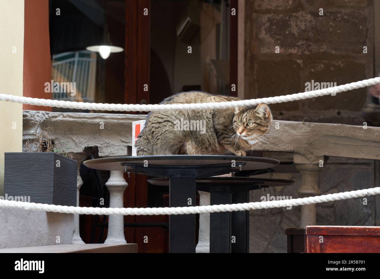 Tabby cat perched atop hi-res stock photography and images - Alamy