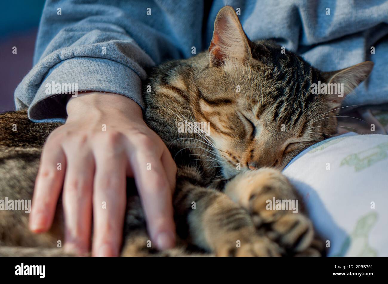 Tabby cat lying on lap receiving affection Stock Photo