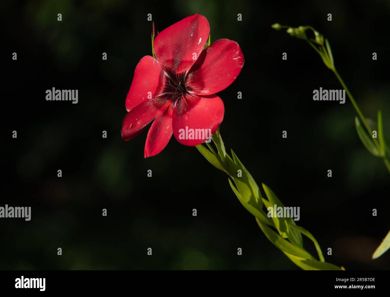 Wildflowers day hi-res stock photography and images - Alamy