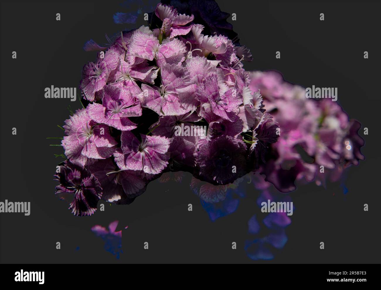 Wildflowers in bloom hi-res stock photography and images - Alamy