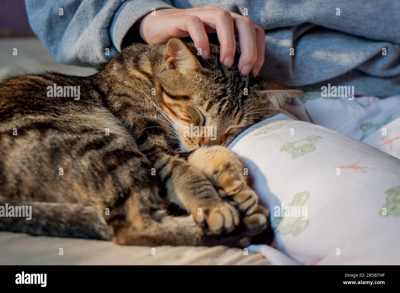 Tabby cat lying on lap receiving affection Stock Photo