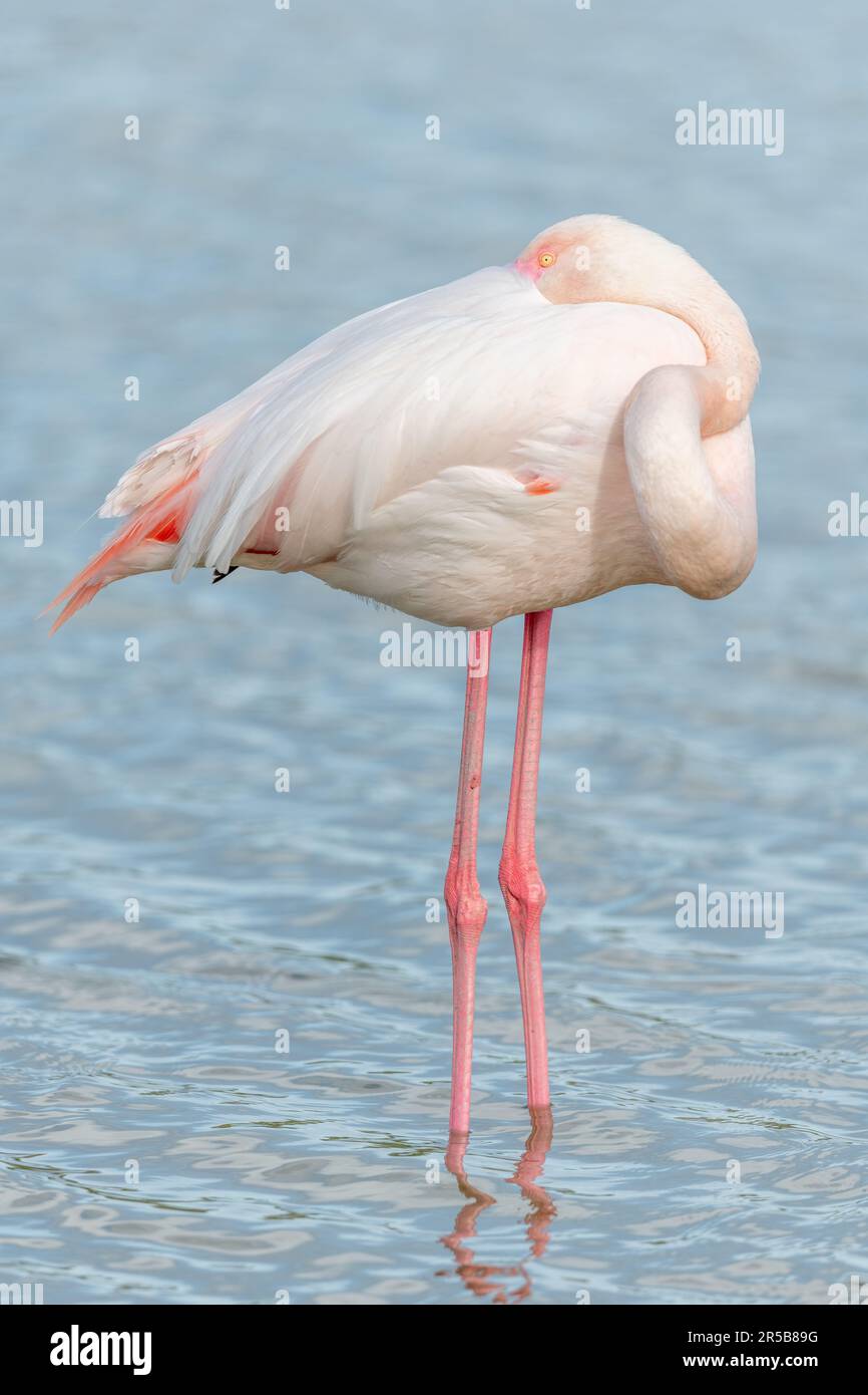 Flamingo 89 outlet