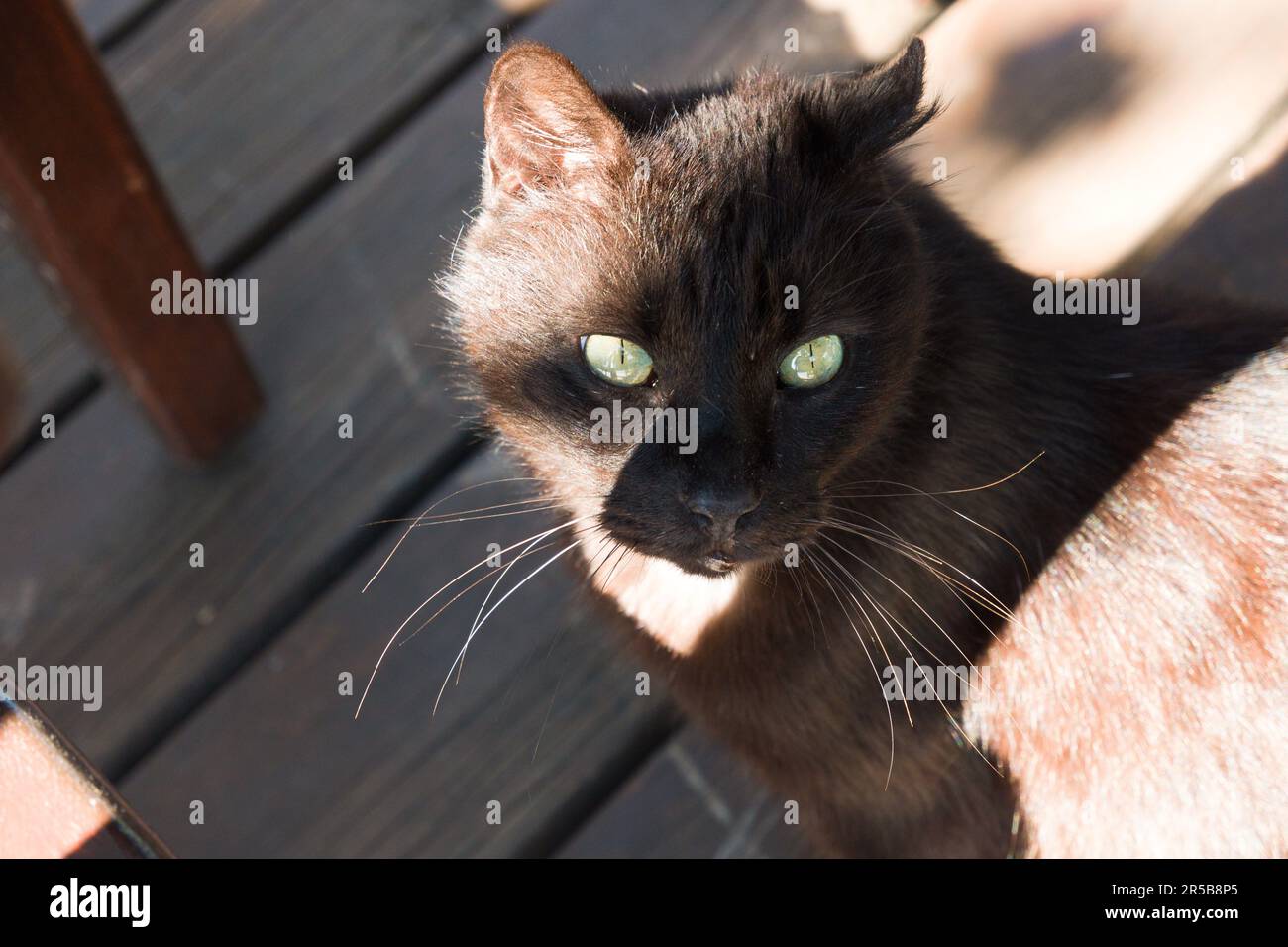Cat, Dalyan, Muğla Province, Turkey, April 2023 Stock Photo