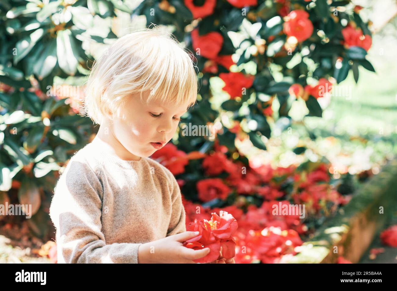 Outdoor portrait of sweet child playing with red camellia flower Stock Photo