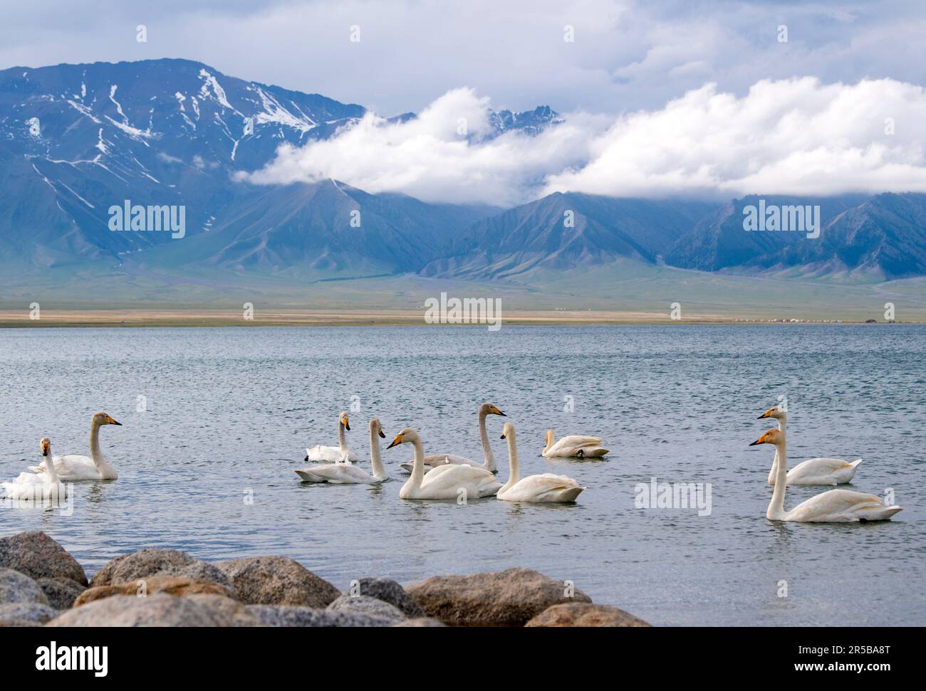 (230602) -- URUMQI, June 2, 2023 (Xinhua) -- Swans are seen in the Sayram Lake in northwest China's Xinjiang Uygur Autonomous Region, May 21, 2023. According to comprehensive calculation through a big data platform for tourism statistics and sample survey, from January to April 2023, Xinjiang received over 51.19 million tourists, a year-on-year increase of 29.56%. Meanwhile, tourism revenue reached 42.64 billion yuan (about 6.03 billion U.S. dollars), up 60.59% year on year. (Xinhua/Wang Fei) Stock Photo