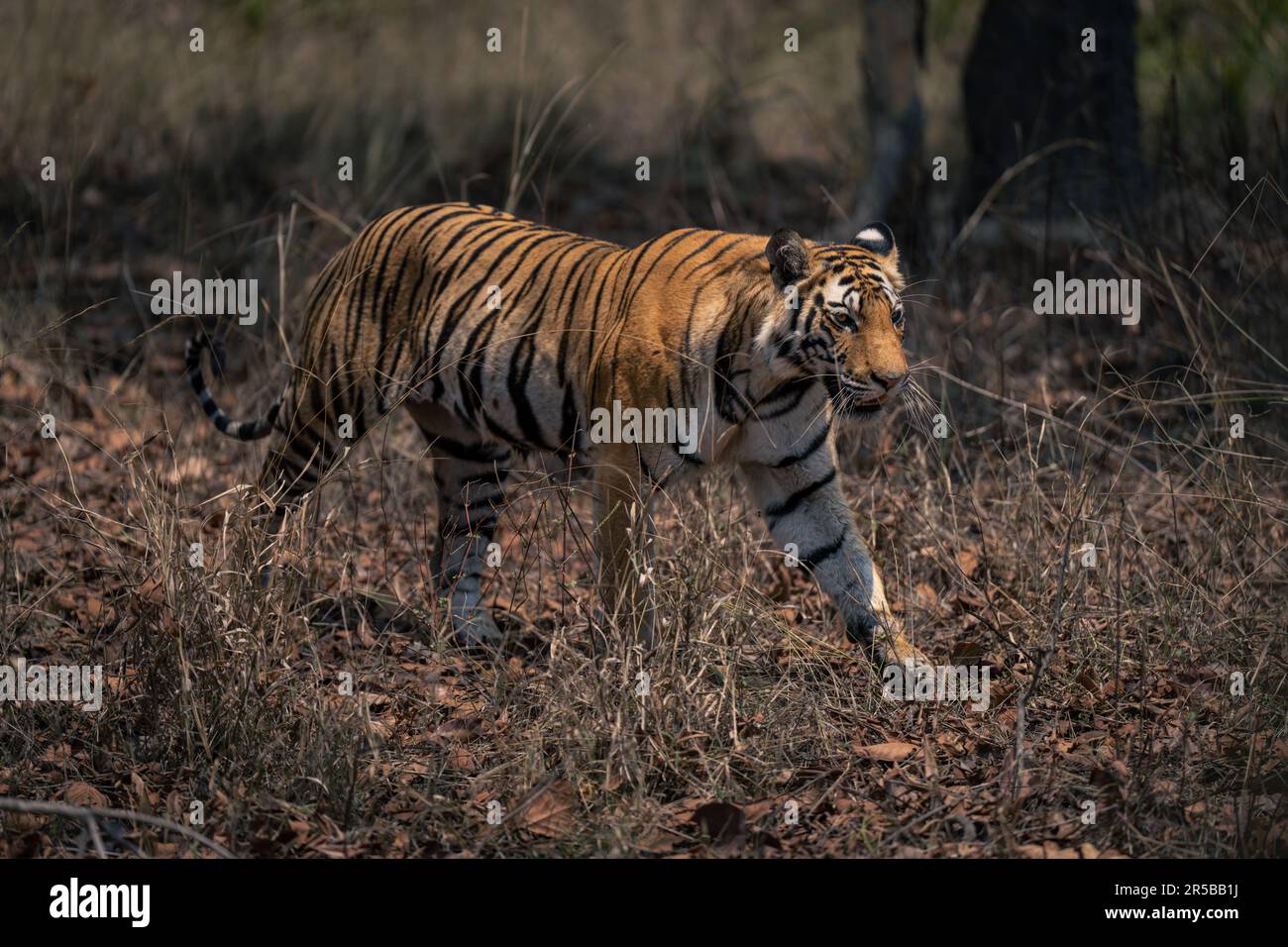 Bengal tiger walks through grass in forest Stock Photo