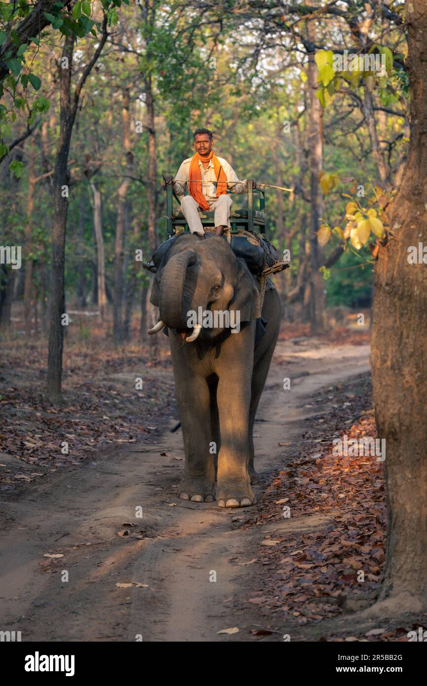 Domestic elephant with mahout stands lifting trunk Stock Photo Alamy