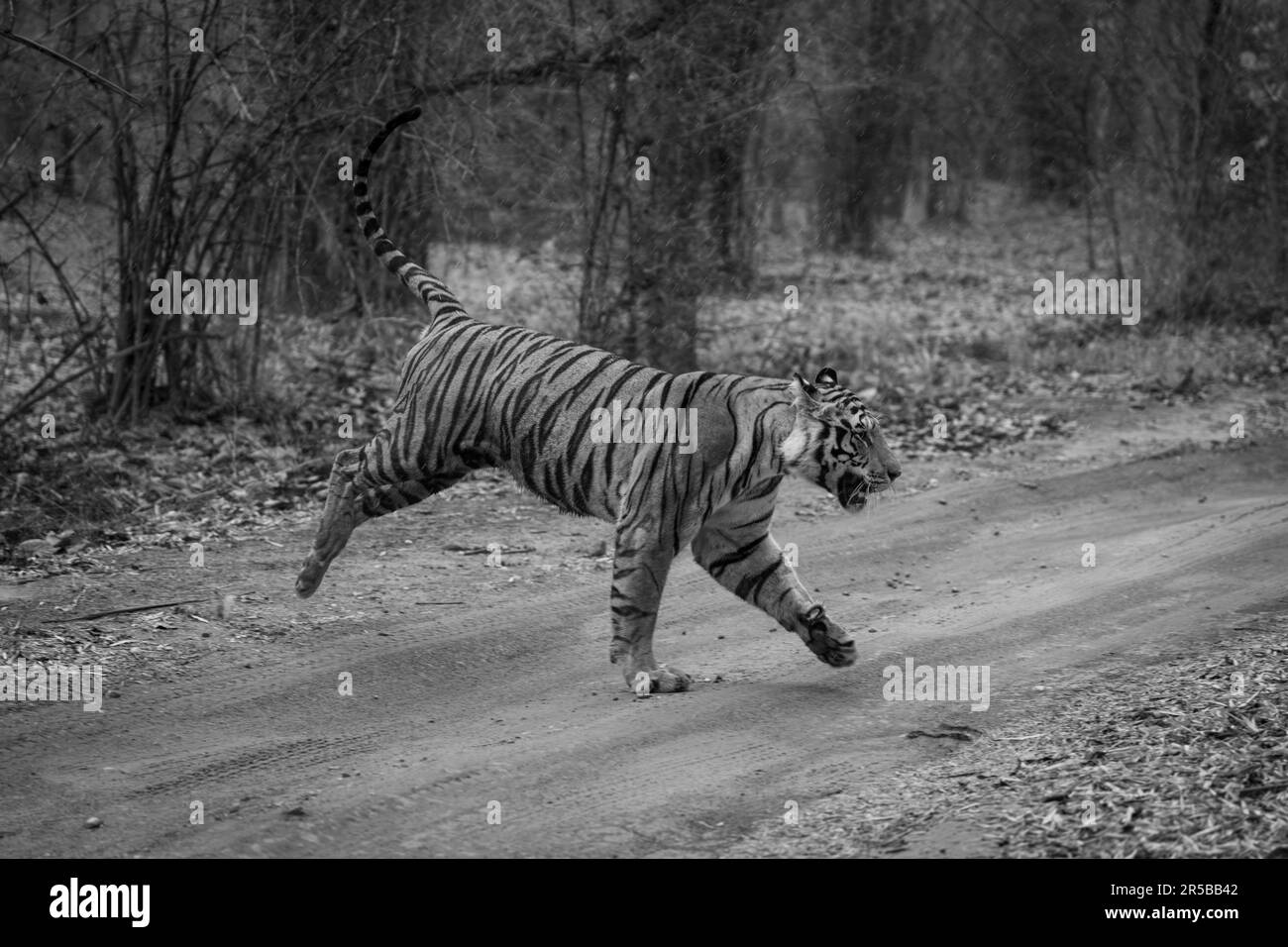 A male Bengal tiger races across a dirt track through the forest, chasing another male off his territory. He has orange and black stripes with white p Stock Photo