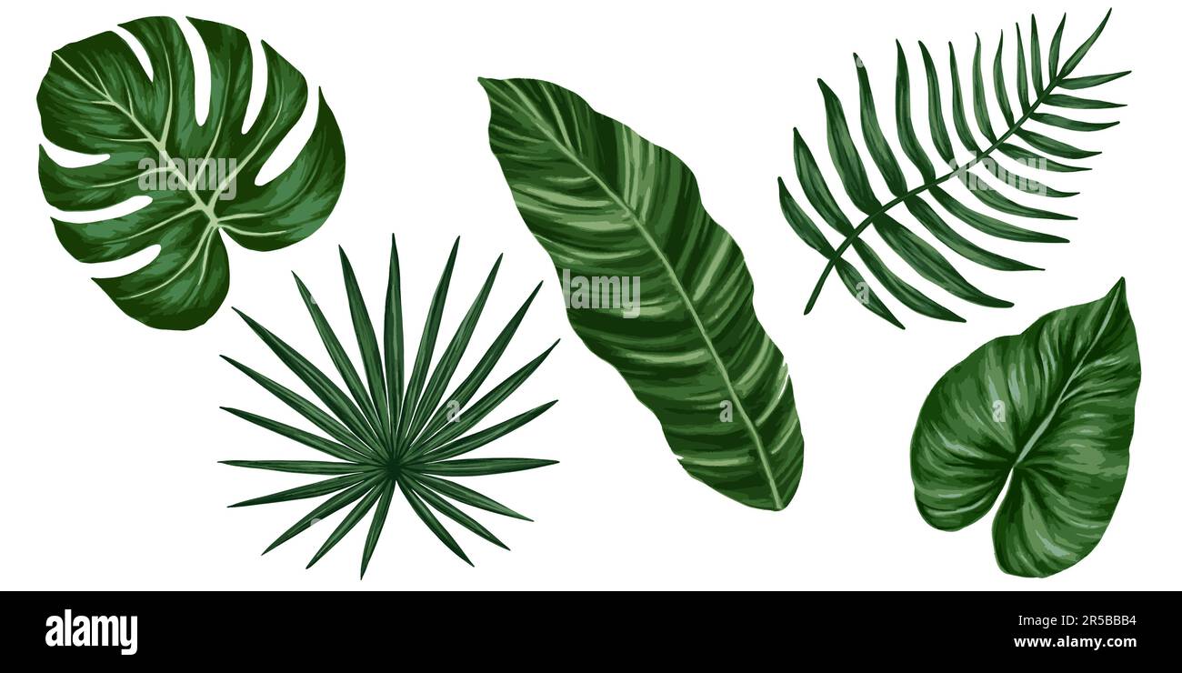 Tropical jungle leaves vector set. Monstera, palm leaves. Realistic