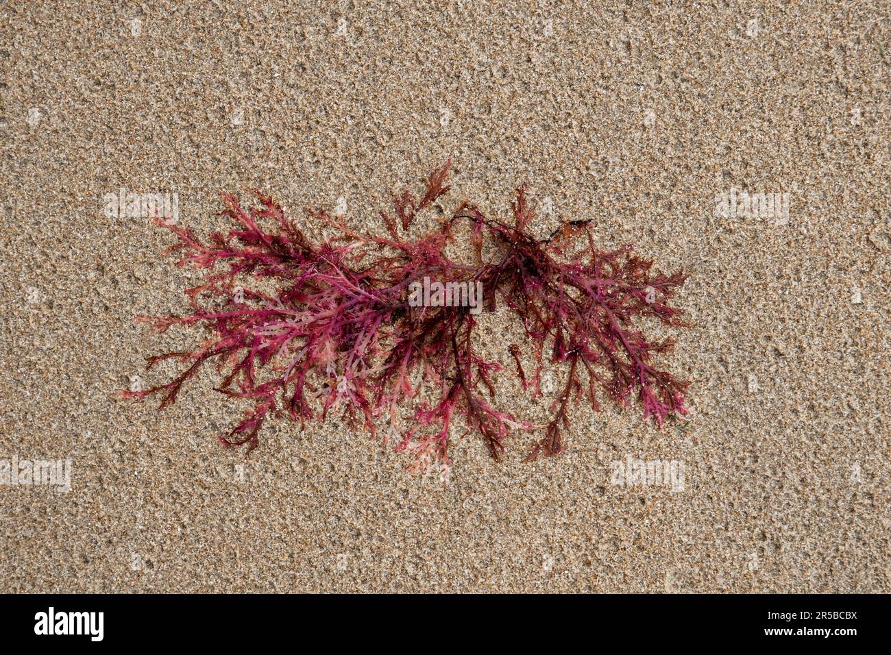 Gelidium sesquipedale seaweed, detail of red algae washed up on the beach Stock Photo