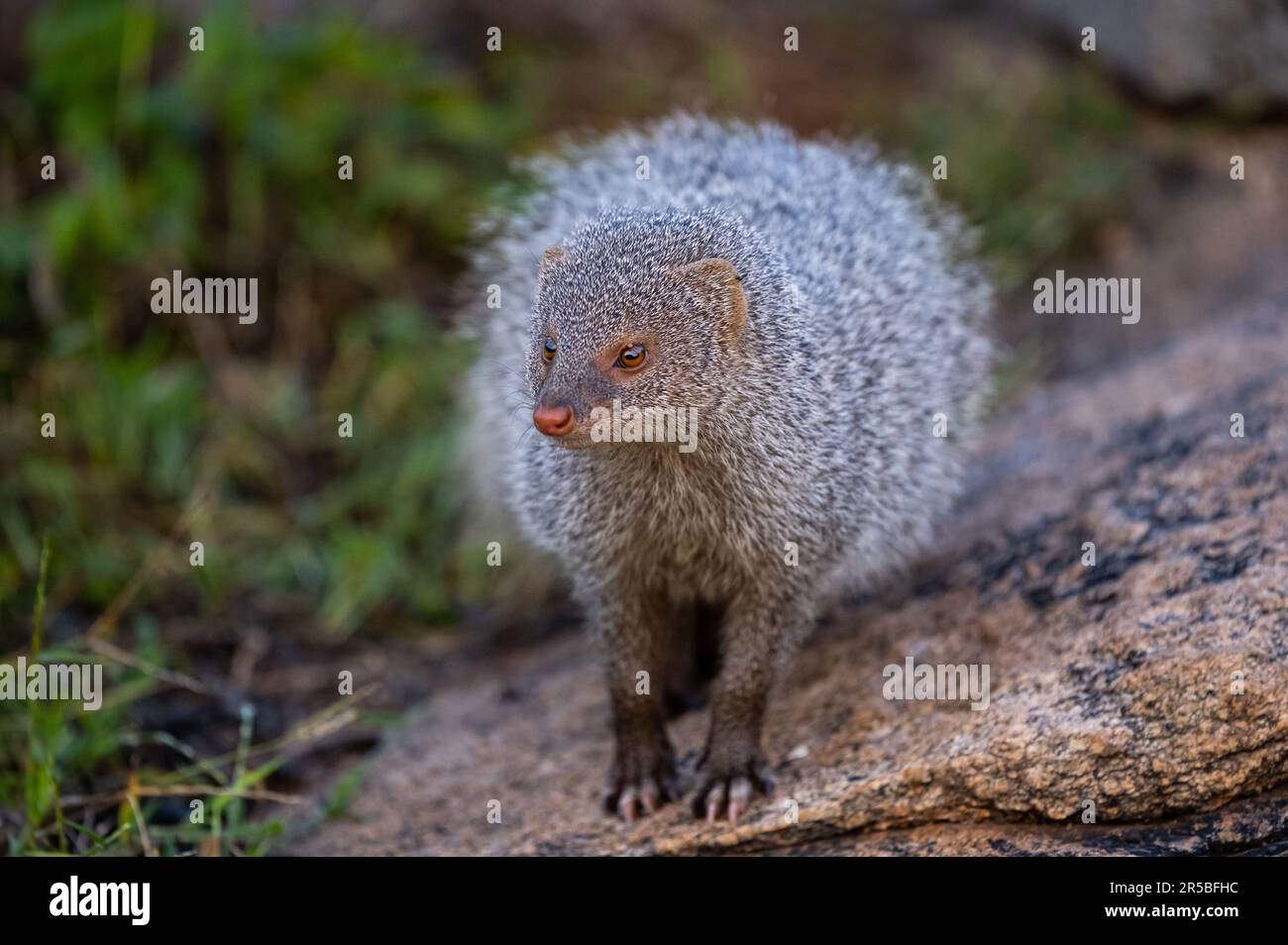 A Mongoose In Its Natural Habitat Stock Photo Alamy
