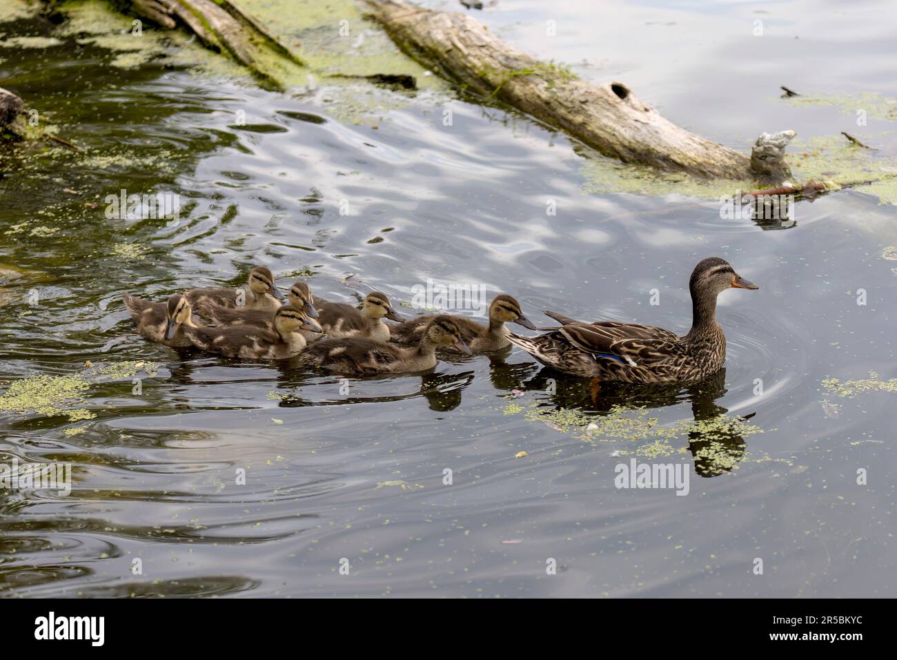 Wild duck-Mallard hen, duck with ducklings Stock Photo