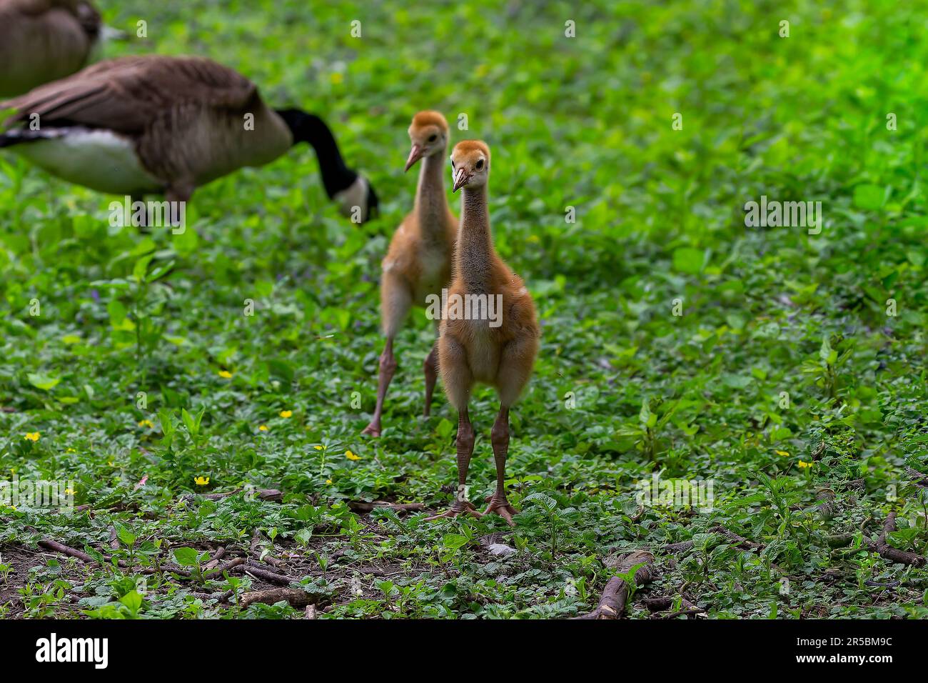 The Sandhill crane (Antigone canadensis), several day young ones in the meadow. Stock Photo