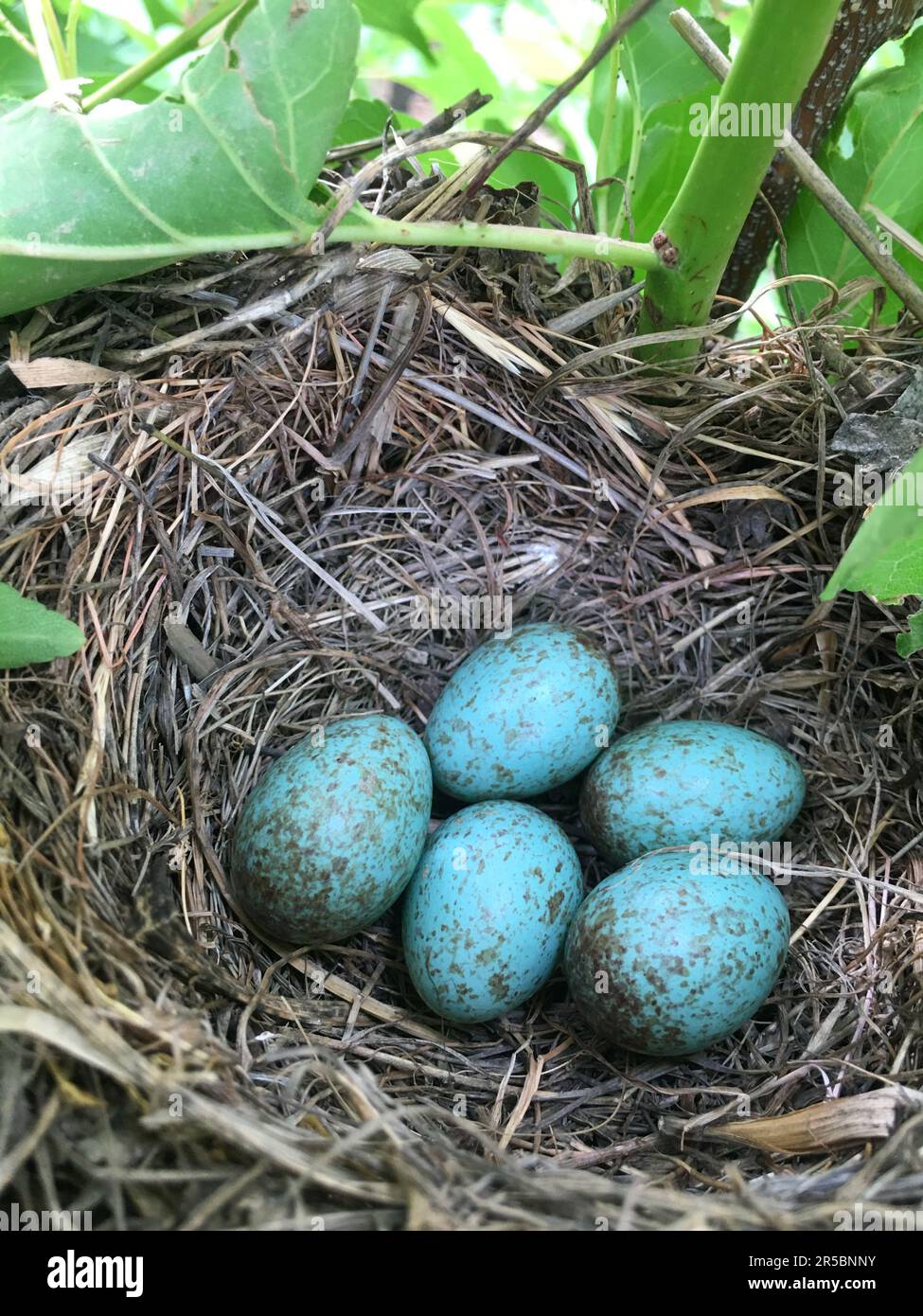 Detail of blackbird eggs in nest. Five blue eggs in nest. Close up. Stock Photo