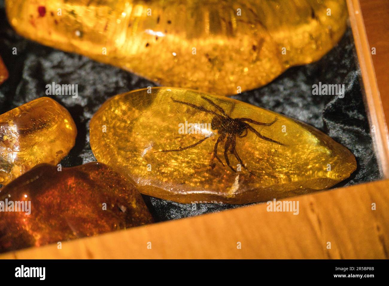 A spider inside a Kauri amber Stock Photo Alamy