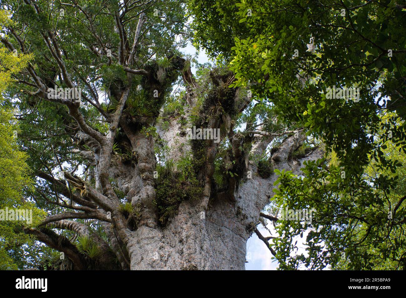 An oldgrowth kauri tree stands tall in a lush forest setting. New