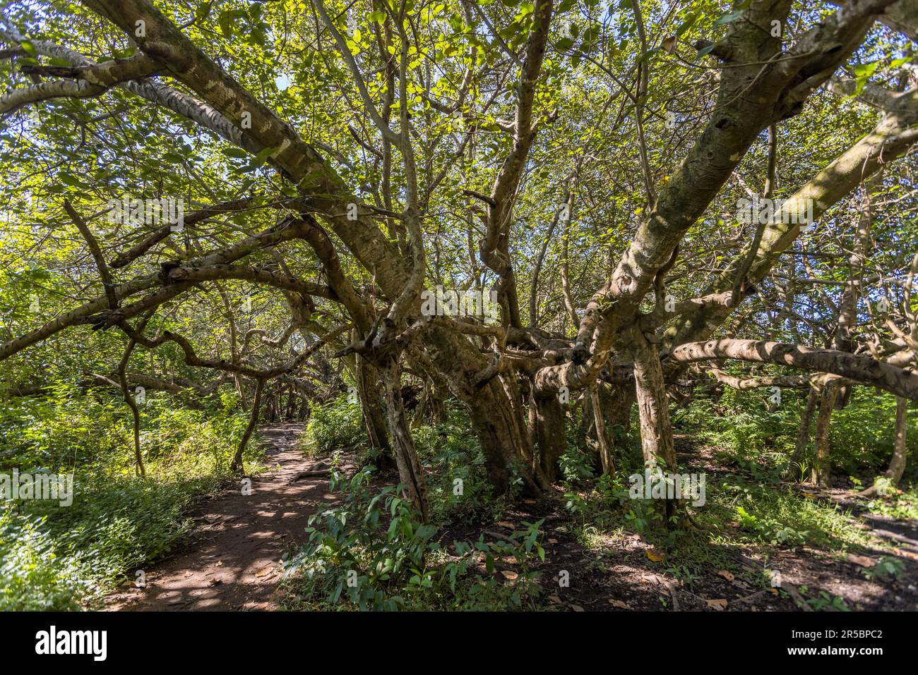 Chilema tree near Machinga, Malawi. Chilema translates to disabled. The main trunk can hardly be noticed and the tree, with branches interlocking and looking like a forest covers a distance of 200 metres. This tree is the only specimen of its kind in all of Africa, according to the Department of Museums and Monuments. the Yao people who used to reside in the area, used to refer to the ‘disabled tree’ as ‘malosa’ meaning ‘malodza’ in Chichewa which translates to ‘something mysterious.’ Stock Photo