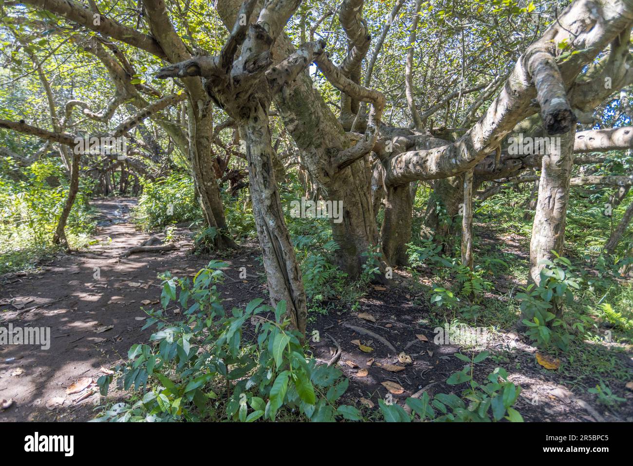 Chilema tree near Machinga, Malawi. Chilema translates to disabled. The main trunk can hardly be noticed and the tree, with branches interlocking and looking like a forest covers a distance of 200 metres. This tree is the only specimen of its kind in all of Africa, according to the Department of Museums and Monuments. the Yao people who used to reside in the area, used to refer to the ‘disabled tree’ as ‘malosa’ meaning ‘malodza’ in Chichewa which translates to ‘something mysterious.’ Stock Photo
