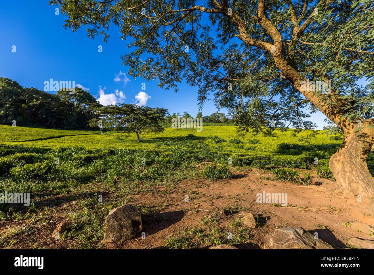 Satemwa tea and coffee plantation near Thyolo, Malawi Stock Photo