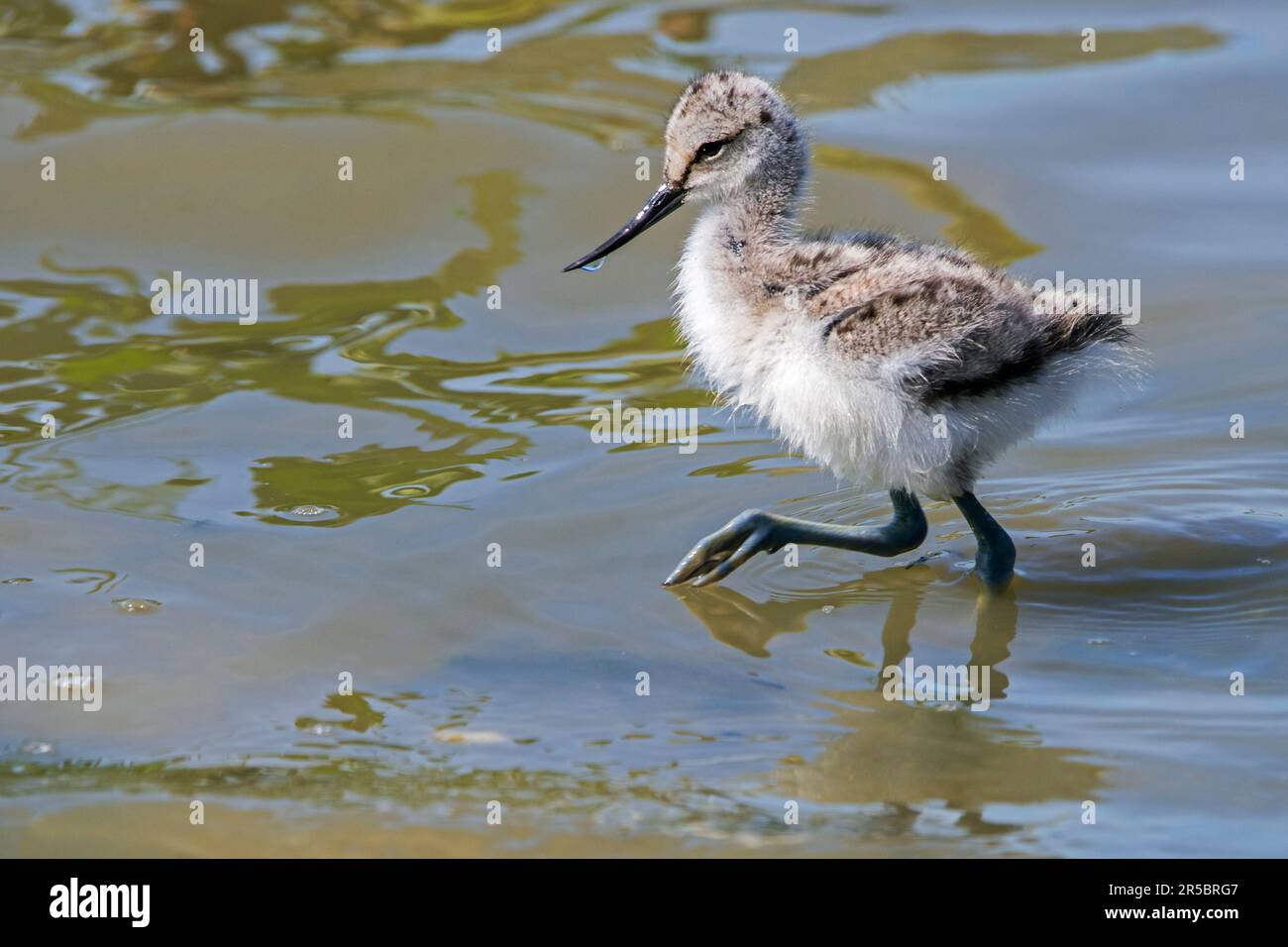 Pied avocet (Recurvirostra avosetta) chick foraging in shallow water of pond in spring Stock Photo