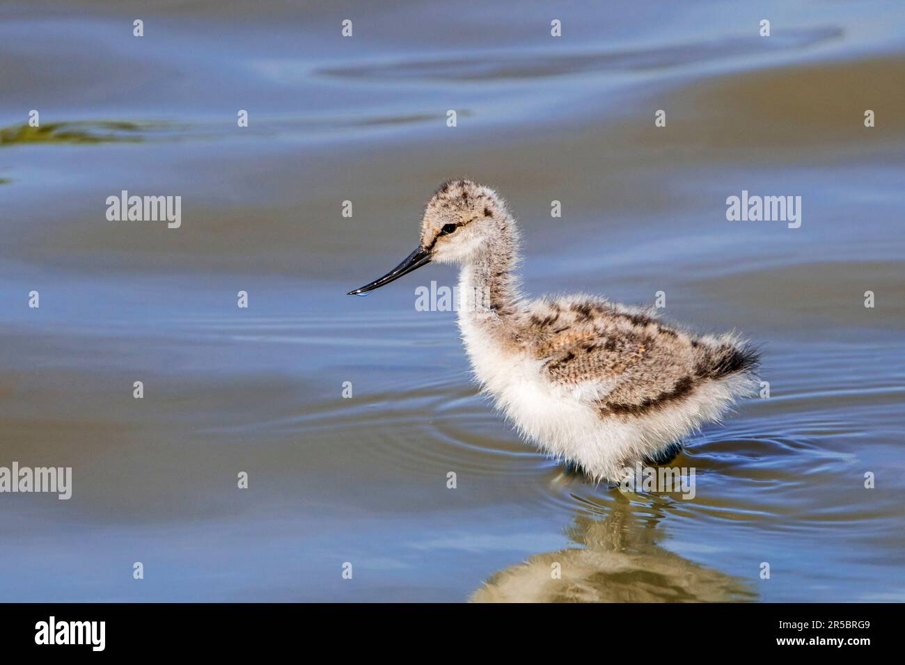 Pied avocet (Recurvirostra avosetta) chick foraging in shallow water of pond in spring Stock Photo